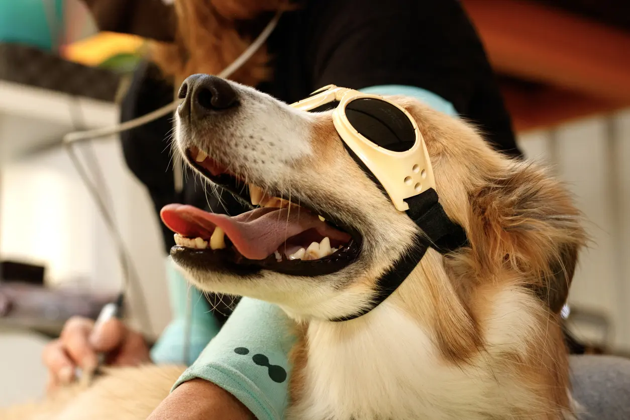 A dog wearing protective goggles during laser therapy