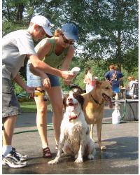 Before you adopt man and women in at the park giving dogs water