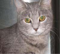 donation list grey cat sitting