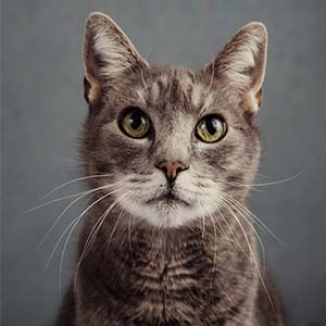 cat at appointment