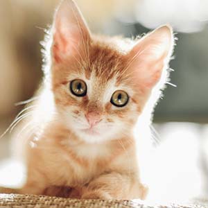 little kittens
