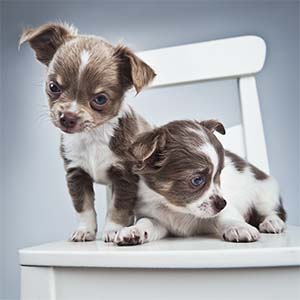 puppy appointment