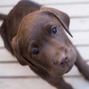 small pup