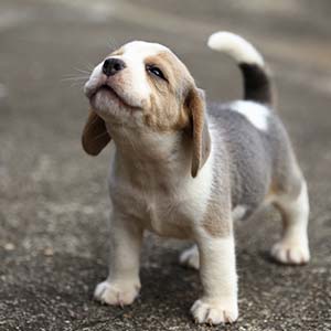 newborn puppy