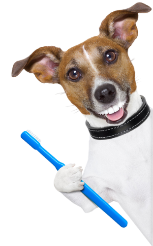 your pets dental care dog with big white teeth