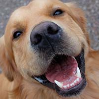 dog boarding smiling dog