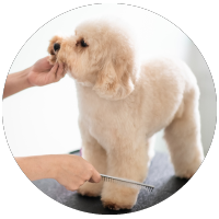 poodle dog in bath towel