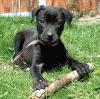 dog sitting with stick