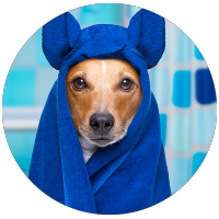 dog with blue bath towel around his head