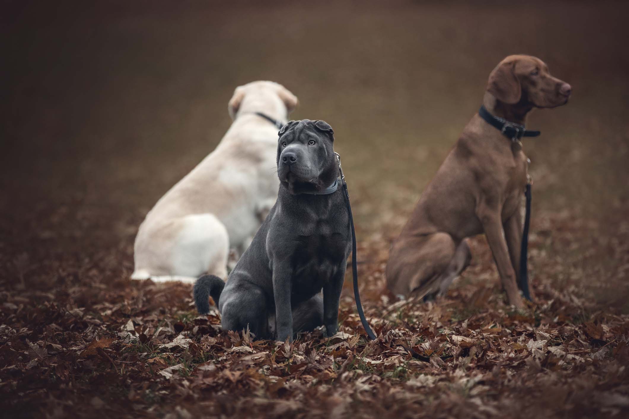 Dog Training Service Fairfield Area Humane Society