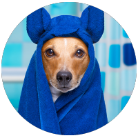 standard dog grooming package dog with blue bath towel around his head