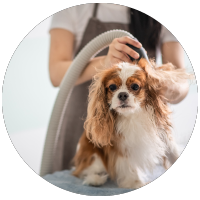 deluxe grooming package cocker spaniel getting hair dried