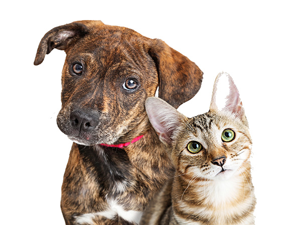 puppy and kitten Cute young kitten and puppy together looking at camera with attentive expressions. Closeup over white