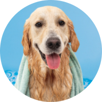 large dog in bath towel