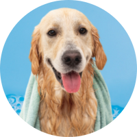 large dog wrapped in a bath towel