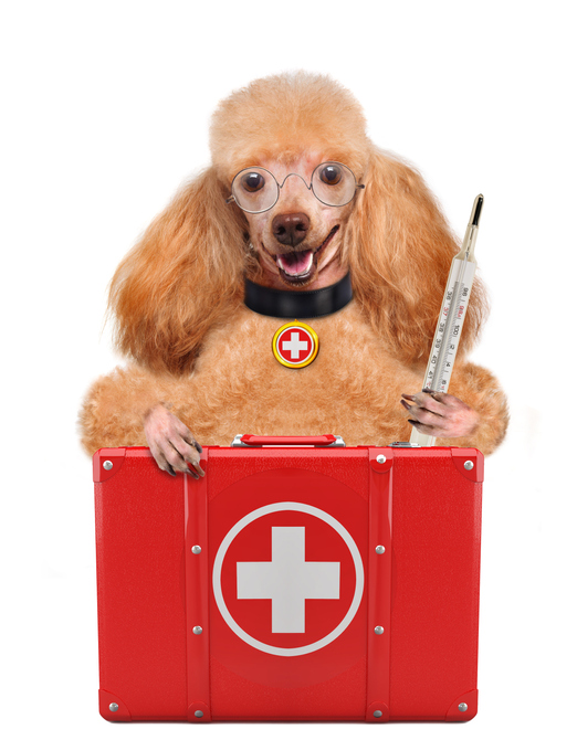 Wellness Clinic Specials! dog holding medical equipment