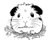 g pig drawing icon