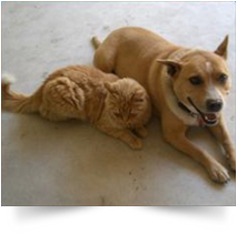 cat and dog laying together on floor