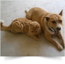 a dog and cat sitting side by side on carpet