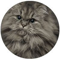 cat grooming package smiling cat