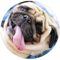 pug smiling with tongue hanging out