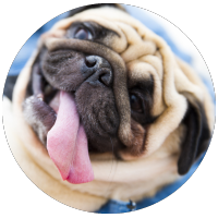 dog grooming services pug smiling with tongue hanging out
