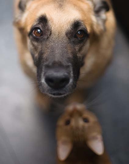 A rescue dog and cat looking up at the camera