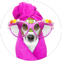 dog in rollers
