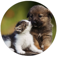 "" white and brown kitten snuggling a brown puppy