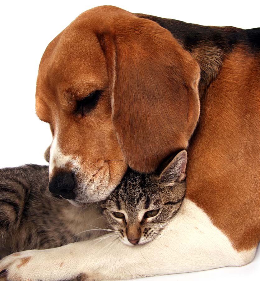 Cat and dog loving on each other