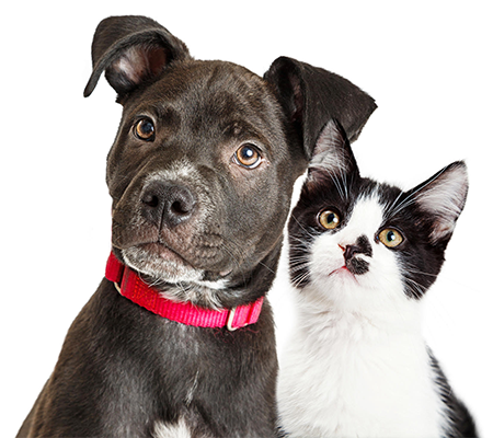 A puppy and a kitten side by side