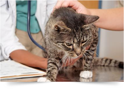 Local Veterinary Services in Fairfield County, Ohio