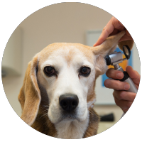 dog ear checkup from vet