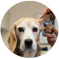 wellness vet clinic dog ear checkup from vet